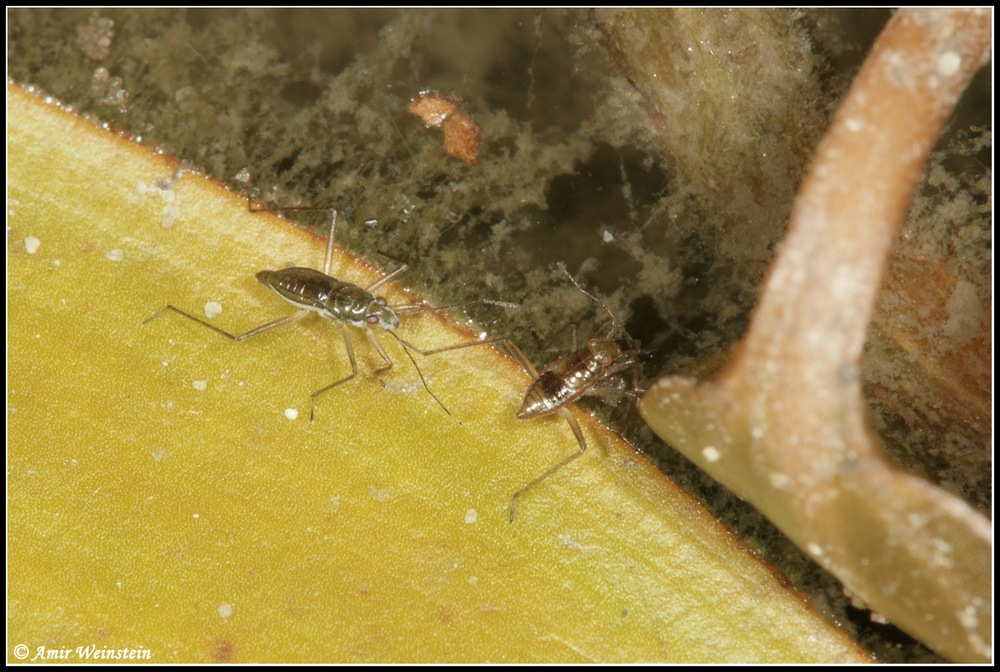 Heteroptera d''Israele: Mesovelia vittigera